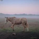 equine coat color genetics
