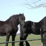 the friesian horse