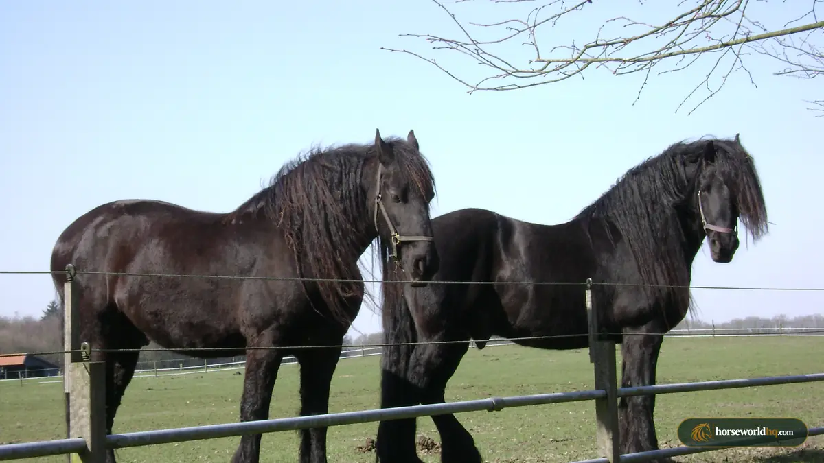 The Friesian Horse: History, Baroque Conformation, and Modern Disciplines